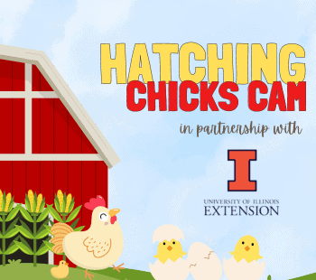 hatching chicks camera